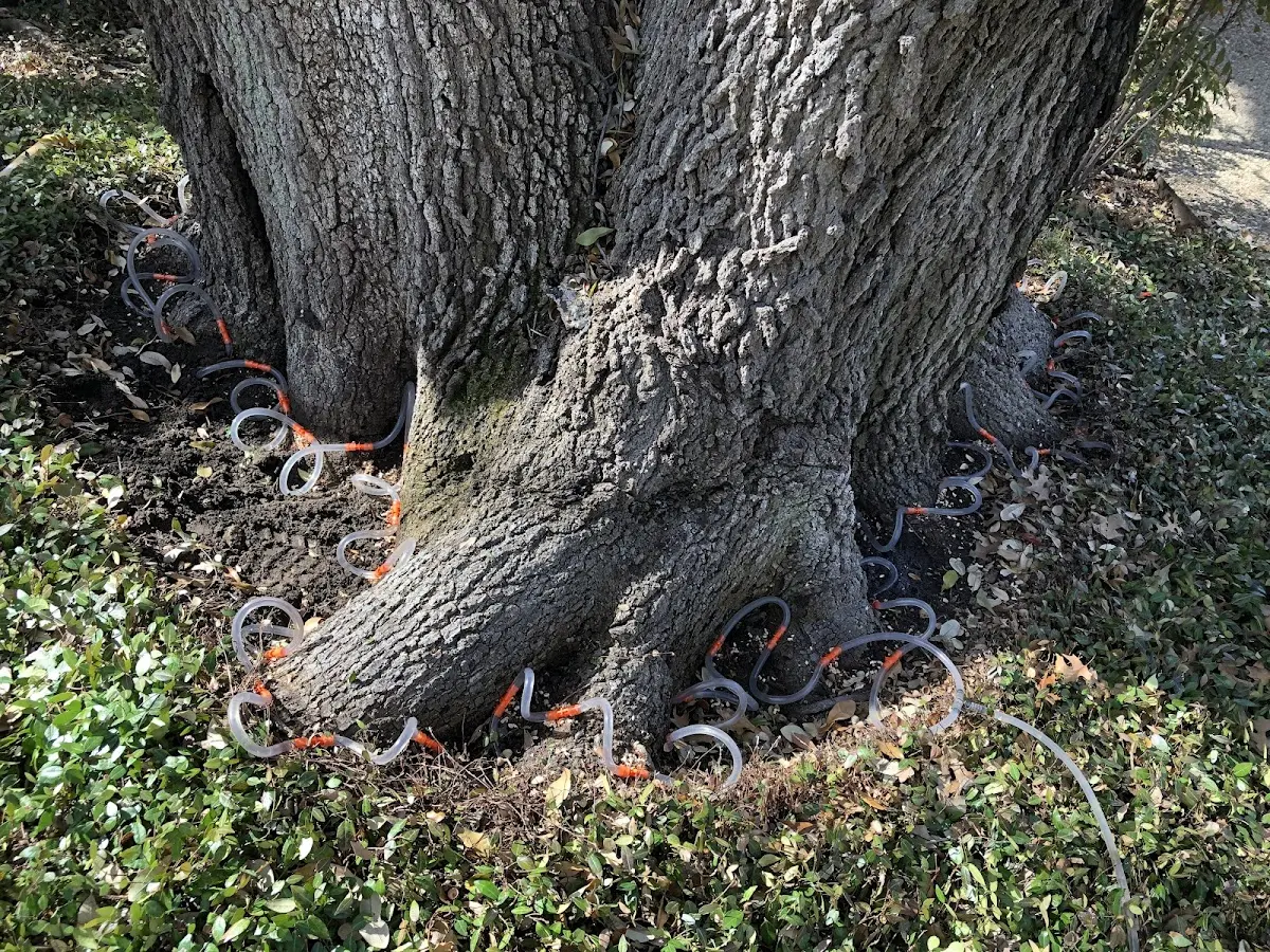 Detailed Tree Cabling and Bracing job site in Hookstown
