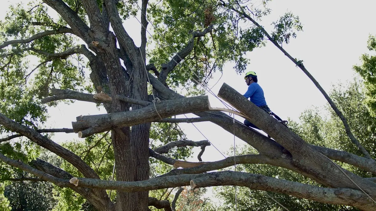 Professional Crown Thinning performed by certified arborists in Hookstown