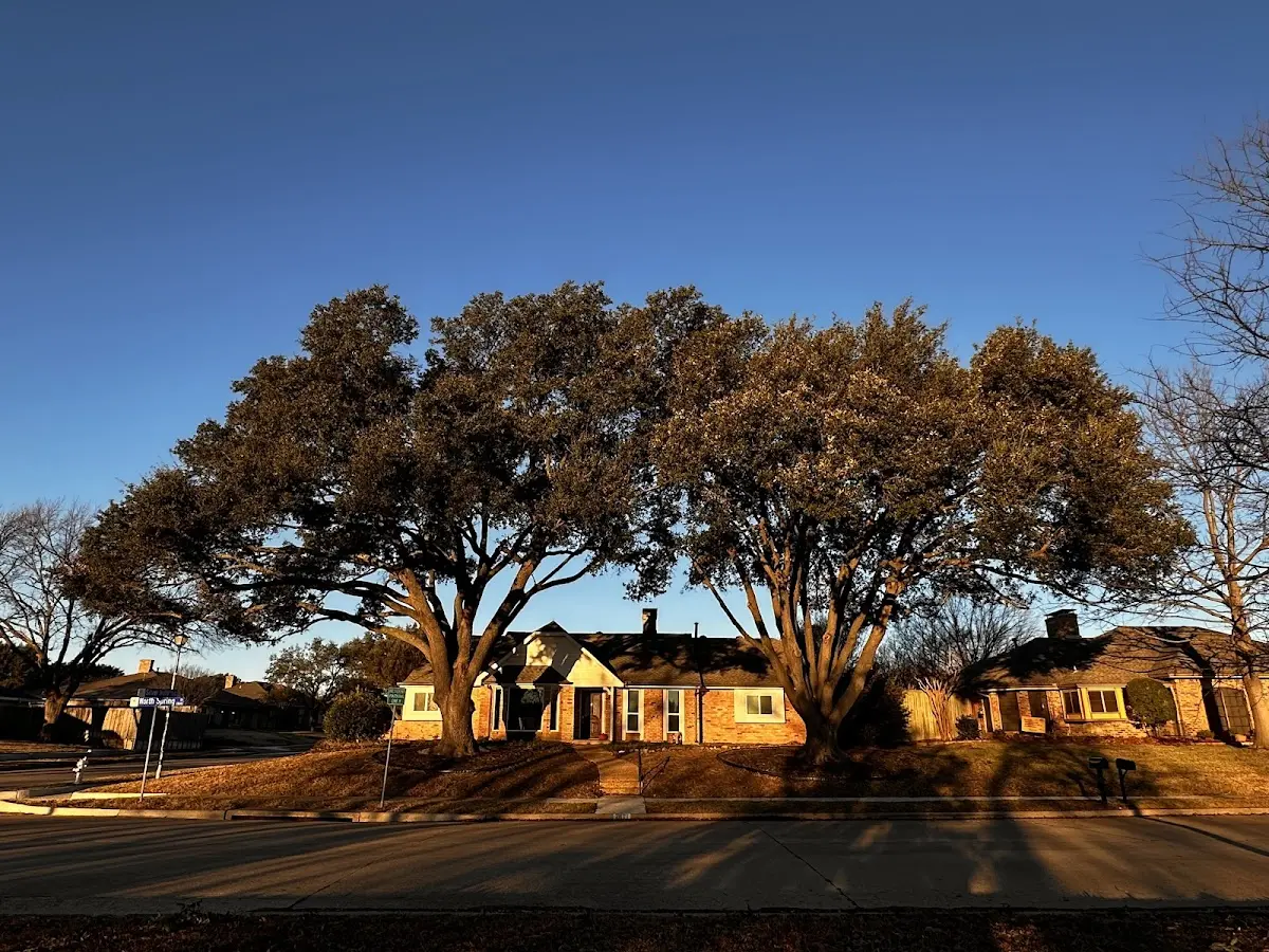 Established residential canopy tree shading a home in Hookstown